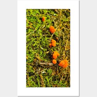 Baby Chanterelles Posters and Art